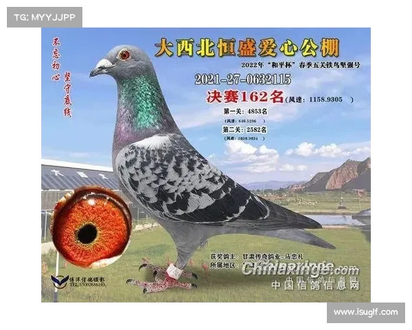2018年路喜德公棚获奖鸽照片